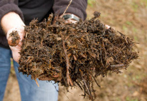 The Difference Between Peat Moss and Compost