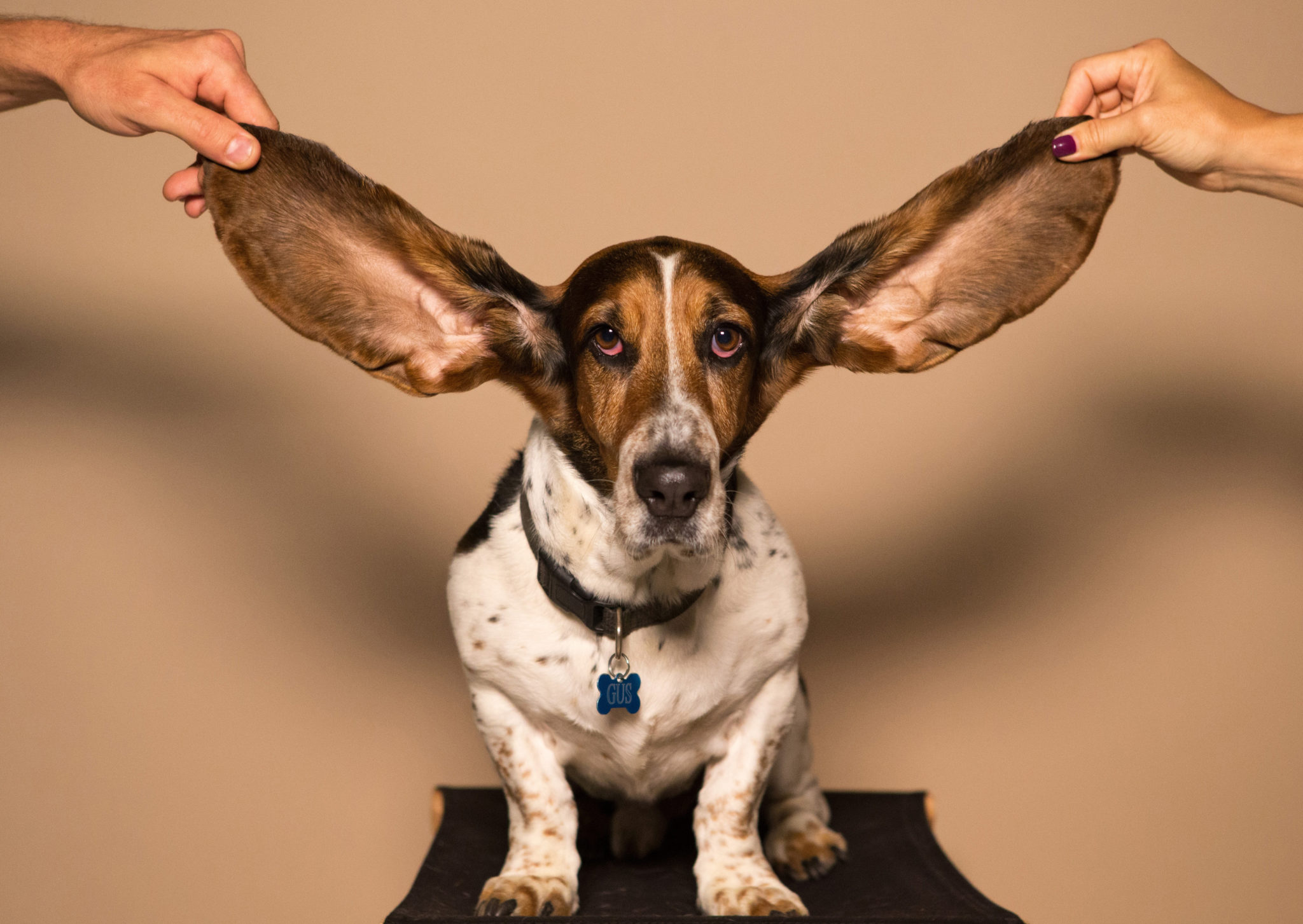 Cute dog with large ears