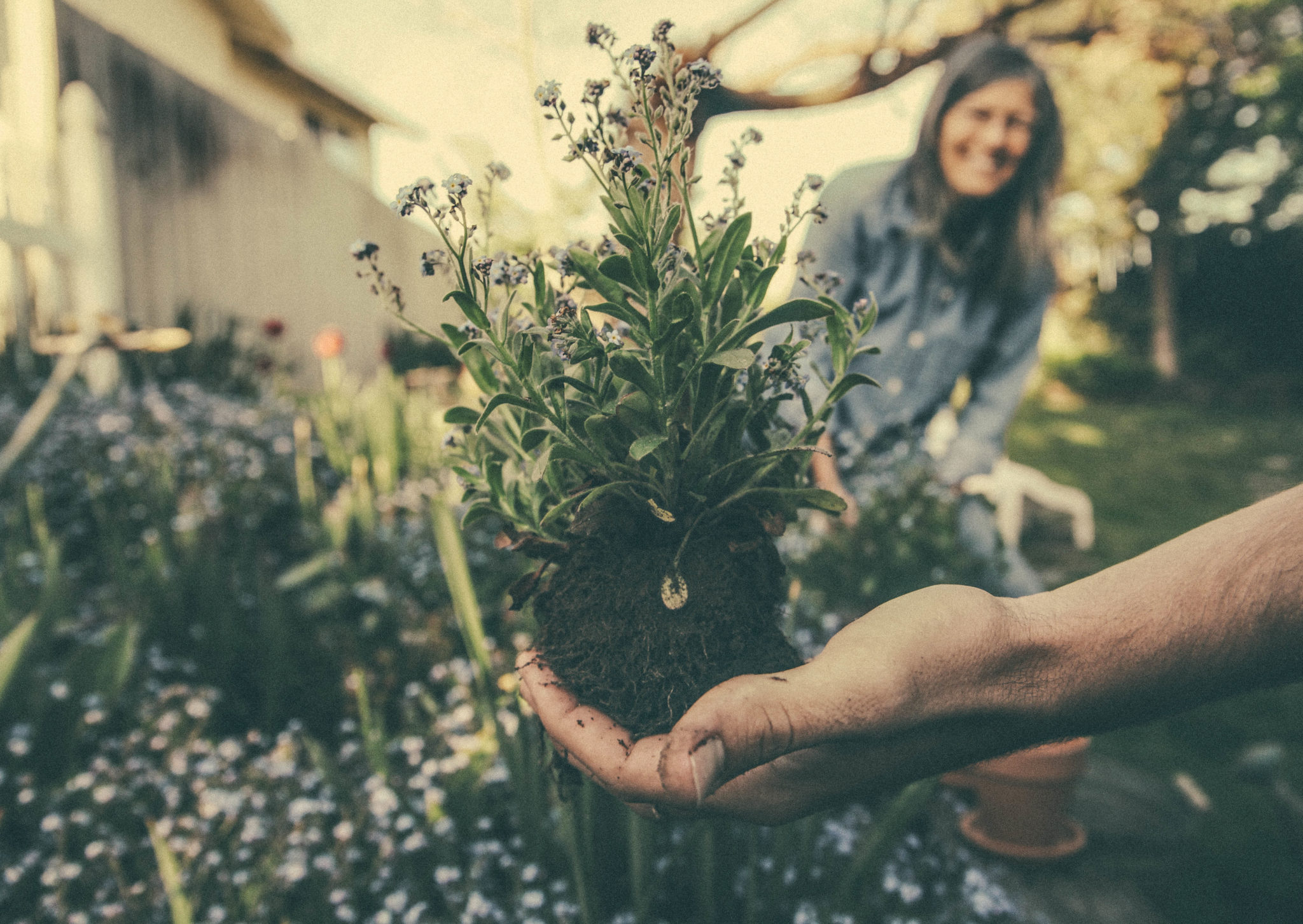 Gardening scene, hand holding up new plant in front of smiling woman.