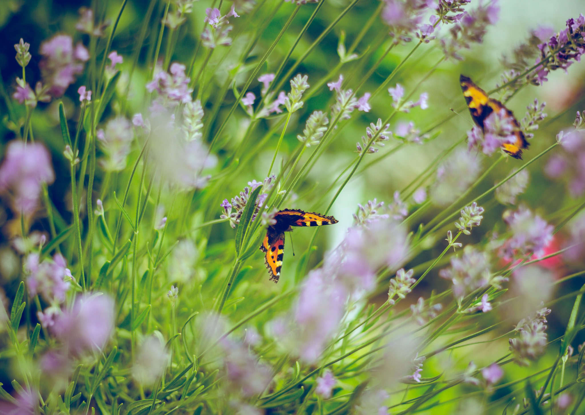Two butterflies rest on a lavender plant.