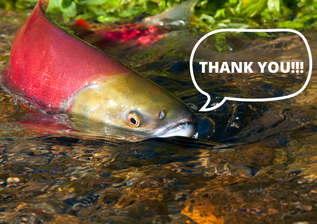 The graphic shows an image of a salmon swimming in a shallow creek. There is a speech bubble on the left side of the salmon that reads, “Thank you!”