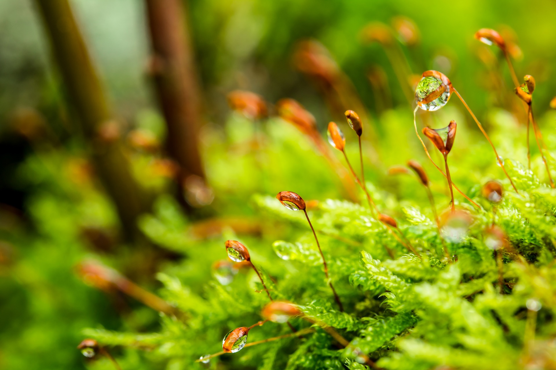 Water drops on moss