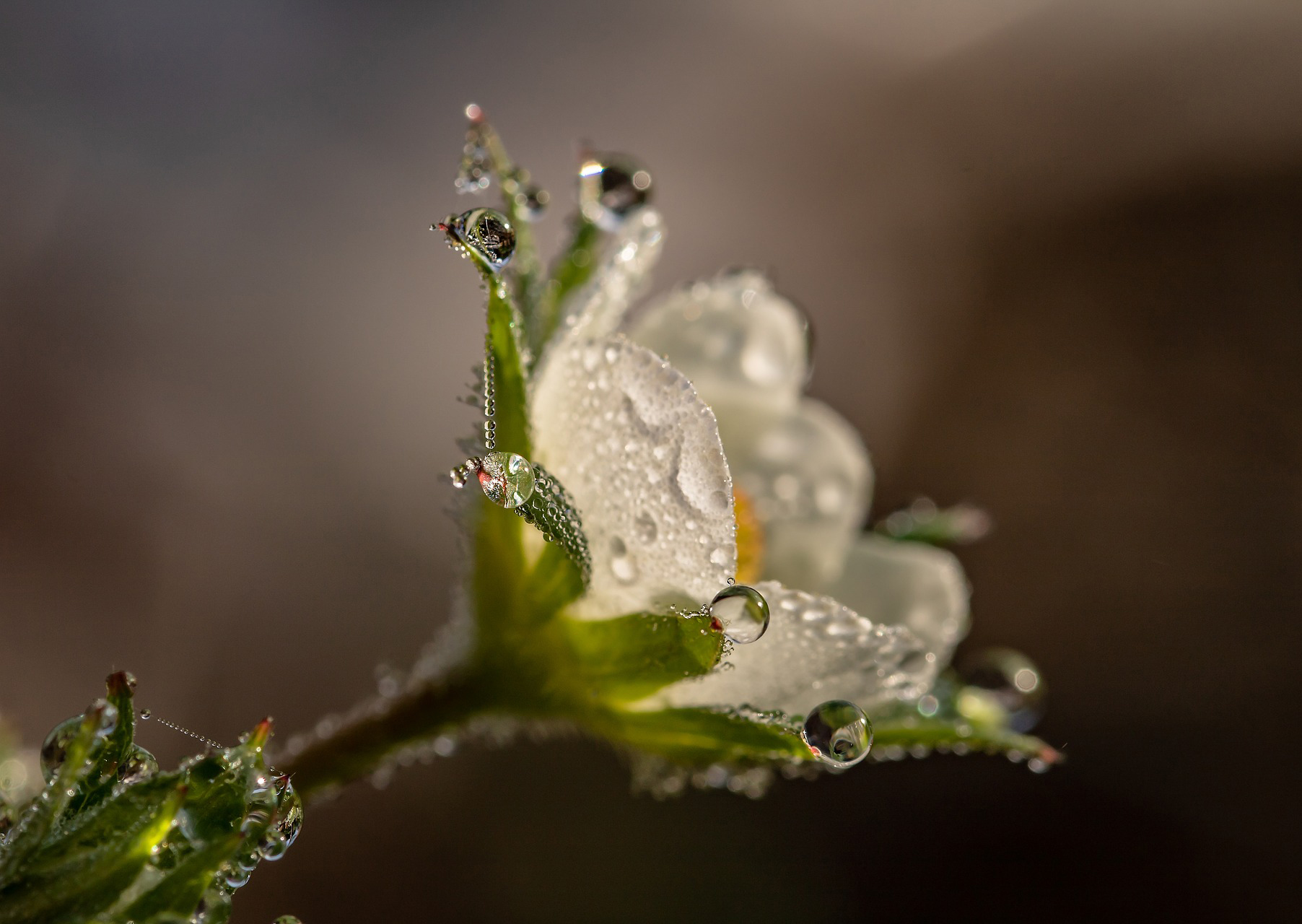 Dew drops on a strawberry flower