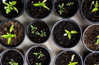 Seedlings growing in round pots