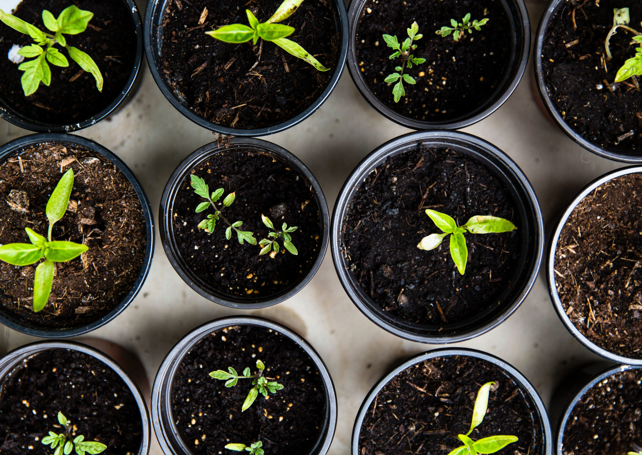 Seedlings in pots